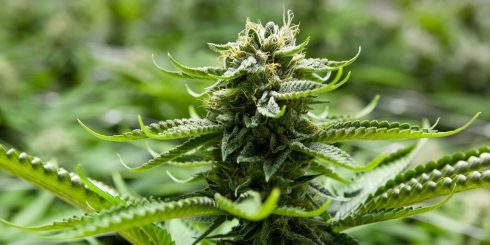 THCV interacts with the endocannabinoid system differently than THC and CBD